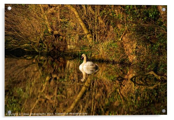 Stillness, Swan Beauty. Acrylic by 28sw photography