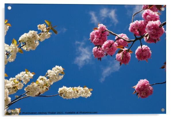 Springs in the sky. Pink and white cherry blossom  Acrylic by PhotOvation-Akshay Thaker