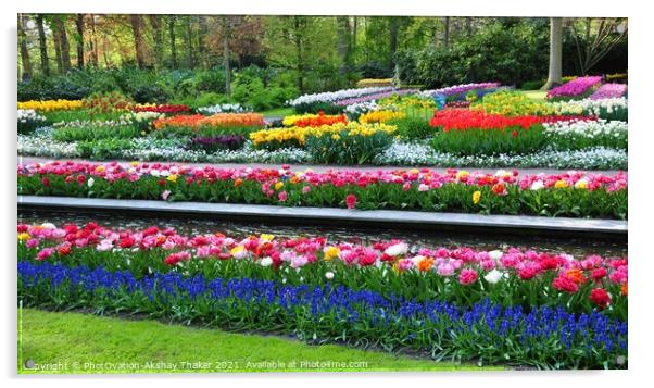 The ornamental flower Garden in Keukenhof Netherlands Europe. Acrylic by PhotOvation-Akshay Thaker