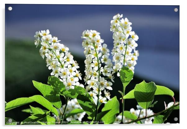 Springtime blossom of white flowers Acrylic by PhotOvation-Akshay Thaker