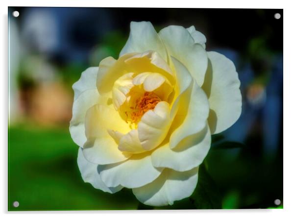 Beautiful white rose in the garden Acrylic by Vicen Photo