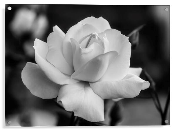 A nice white rose in the garden in black and white Acrylic by Vicen Photo