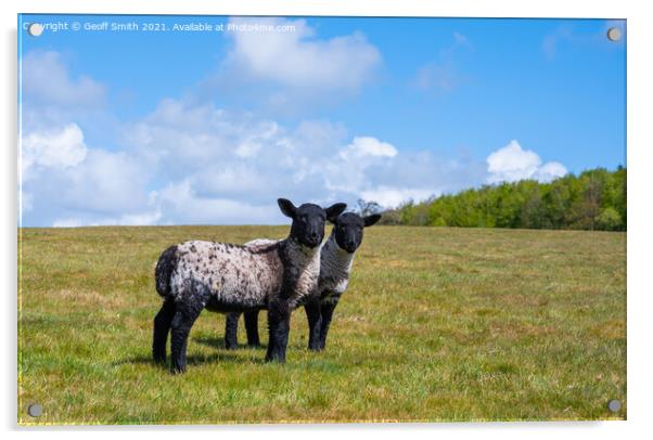 Pair of Spring lambs in West Sussex Acrylic by Geoff Smith