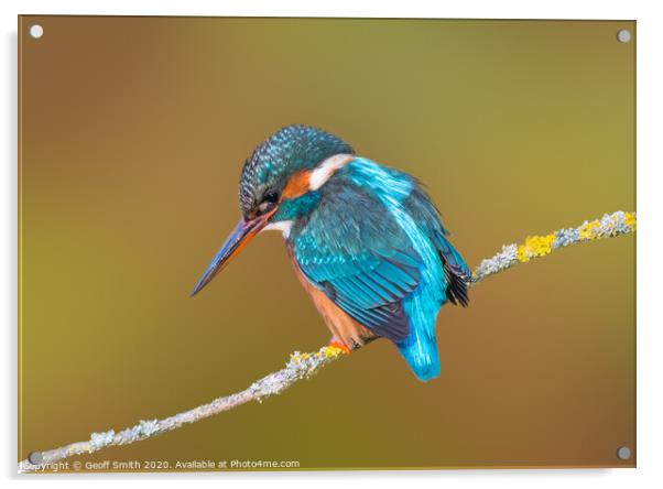 Kingfisher in Winter Acrylic by Geoff Smith