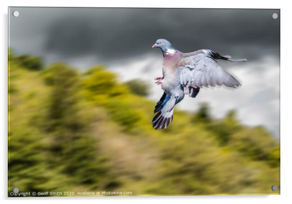 Dramatic Wood Pigeon Flying Acrylic by Geoff Smith