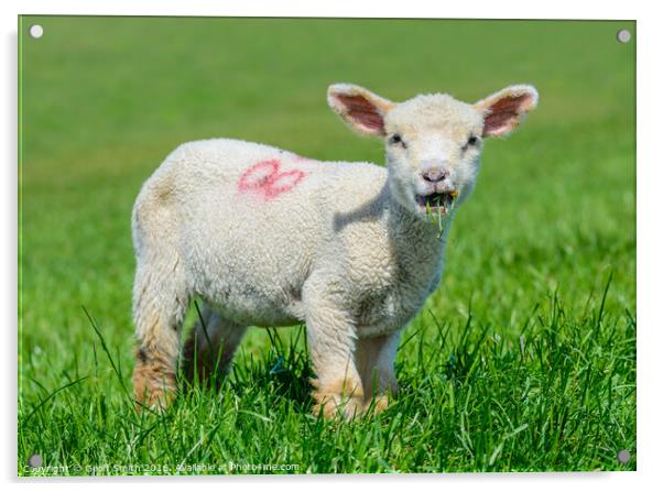 Cute lamb eating grass Acrylic by Geoff Smith