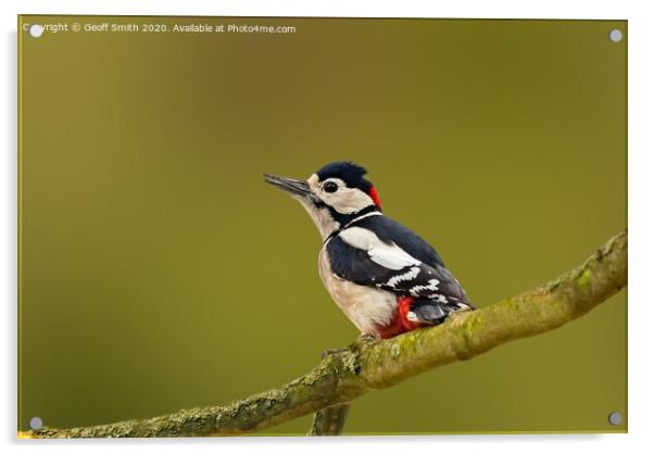 Great Spotted Woodpecker Acrylic by Geoff Smith