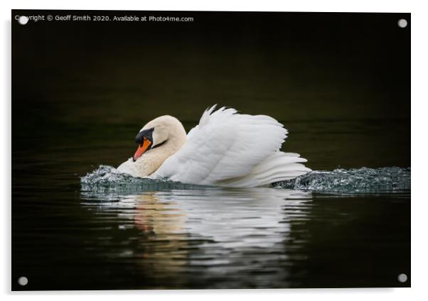 Swan on a Mission Acrylic by Geoff Smith