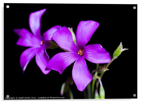 Purple Wood Sorrel flower Acrylic by Geoff Smith