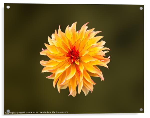 Dahlia Grandalia 'Sunny Flame' Flower  Acrylic by Geoff Smith