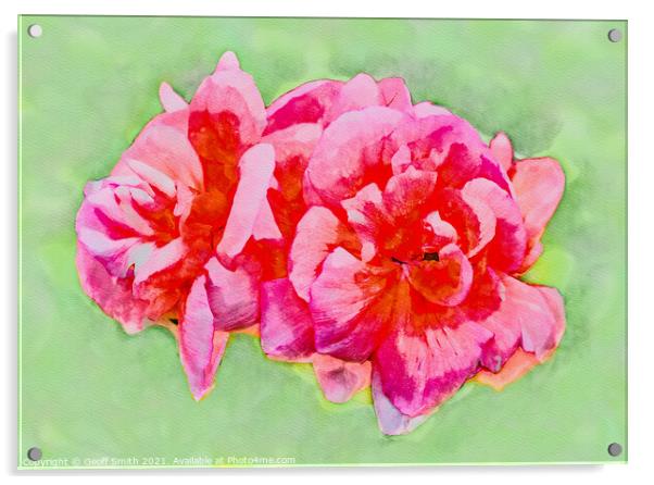 Pinky Red Zonal Geraniums Painterly Acrylic by Geoff Smith