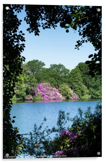 Flowering Rhododendron bushes across Lake Acrylic by Allan Bell