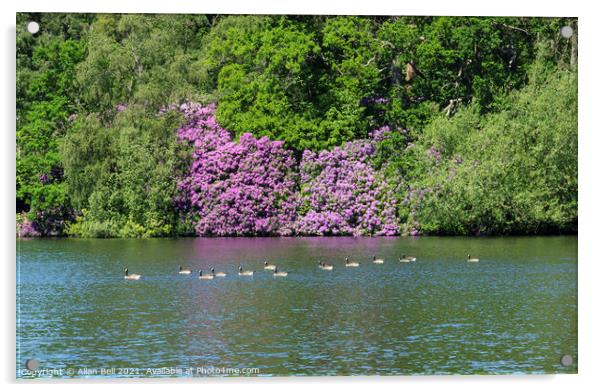 Flotilla of Canada Geese with flowering Rhododendr Acrylic by Allan Bell