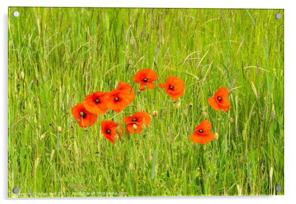 Poppies growing wild in grass meadow Acrylic by Allan Bell