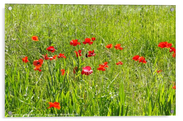 Red Poppies in Field Acrylic by Allan Bell