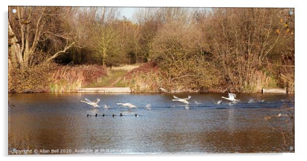 Mute Swans Taking off Acrylic by Allan Bell