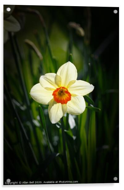 Daffodil Geranium Narcissus Flower Acrylic by Allan Bell