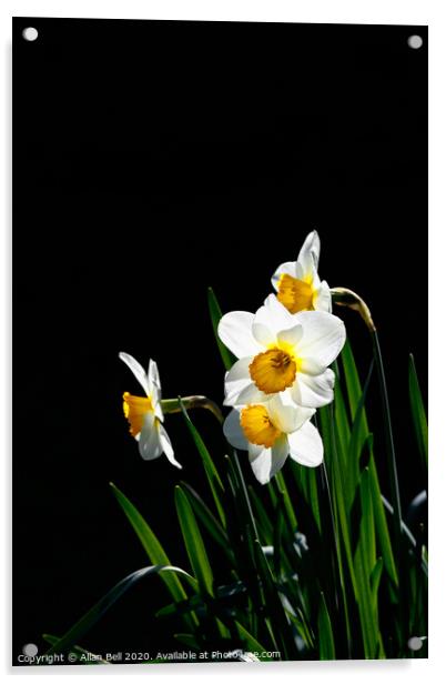 Daffodil Actaea Narcissus Acrylic by Allan Bell