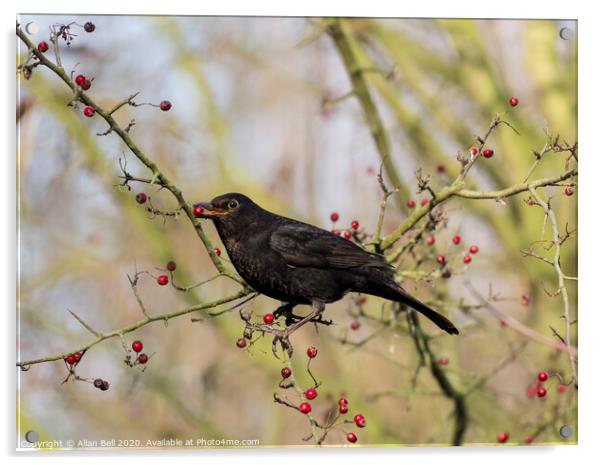 Female Blackbird eating berries Acrylic by Allan Bell