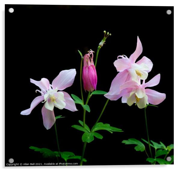 Pink Aquilegia Acrylic by Allan Bell