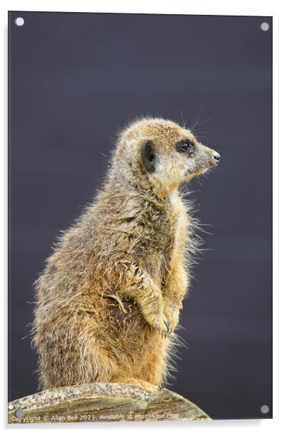 Meerkat on lookout duty Acrylic by Allan Bell