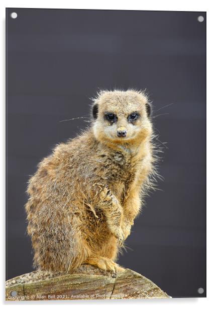 Meerkat On Lookout Acrylic by Allan Bell