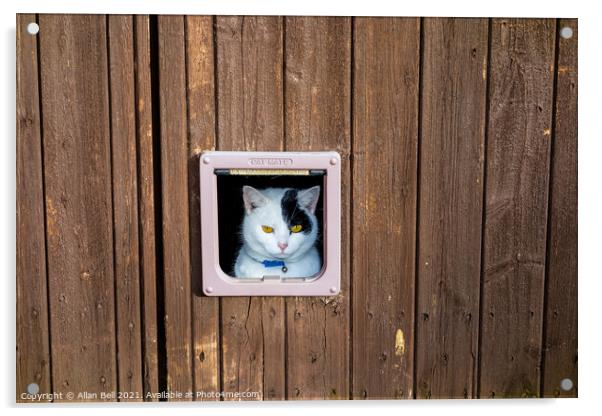 Cat Looking Out of Cat Flap Acrylic by Allan Bell