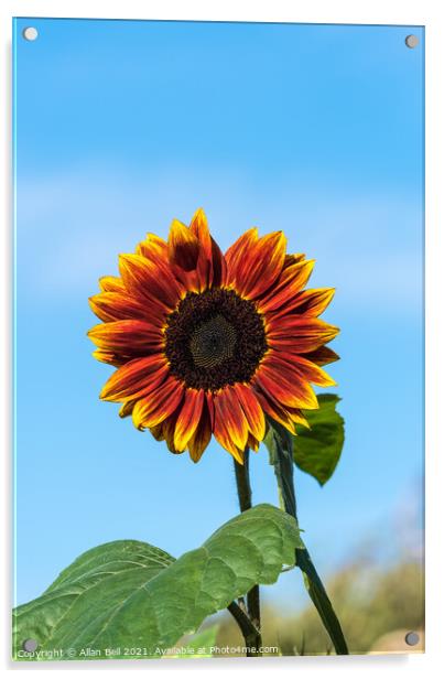 Sunflower Solar Eclipse Acrylic by Allan Bell
