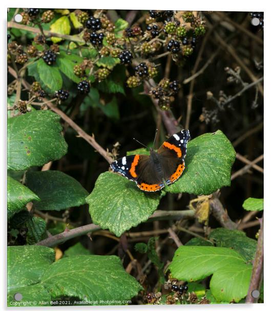 Red Admiral Butterfly Acrylic by Allan Bell