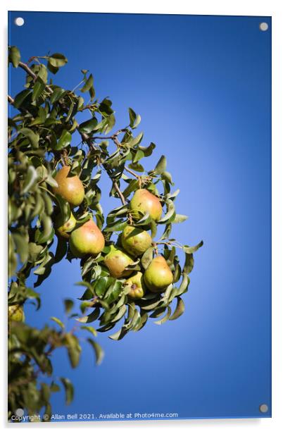 Pear Tree in Fruit Acrylic by Allan Bell