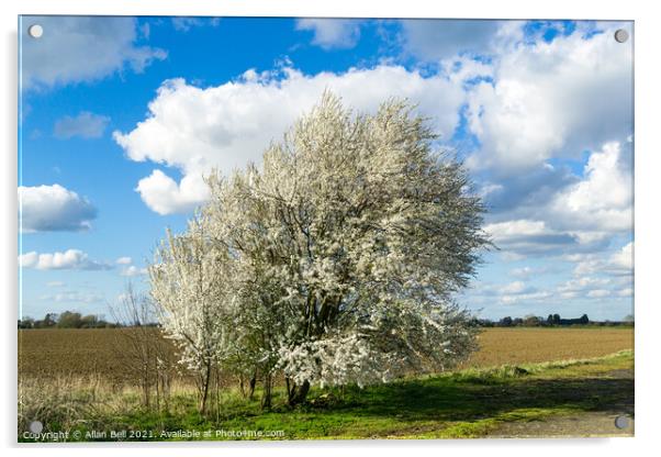 Blackthorn Blossom Early Spring Acrylic by Allan Bell
