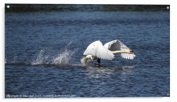 Mute Swan Taking off Acrylic by Allan Bell