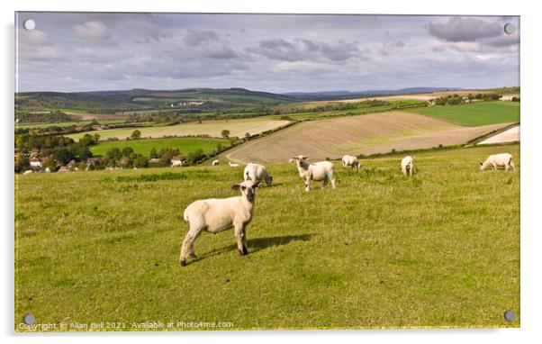 Sheep on South Downs Acrylic by Allan Bell
