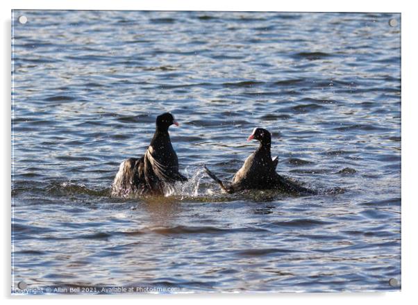 Coots Fighting Acrylic by Allan Bell