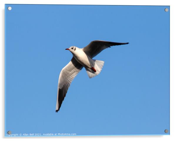 Black-headed Gull in Flight Acrylic by Allan Bell