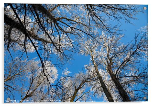 Frosty Treetops Acrylic by Allan Bell