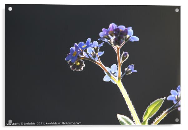 Backlit Forget-me-Not Flowers Acrylic by Imladris 