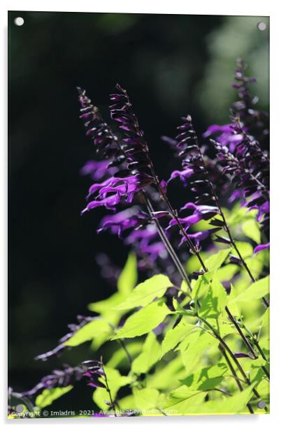 Beautiful Bright Purple Salvia Amistad Flowers Acrylic by Imladris 