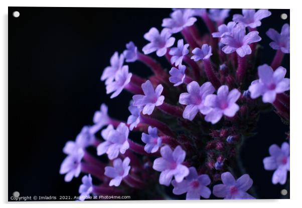 Purple Verbena bonariensis Flowers Acrylic by Imladris 