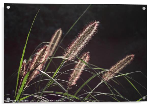 Backlit Pennisetum, Fountain Grass Acrylic by Imladris 