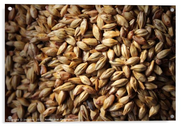 Malted Barley for Beer Brewers Acrylic by Imladris 