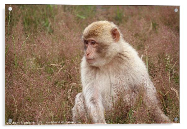 Portrait Barbary macaque (Macaca sylvanus), seated Acrylic by Imladris 