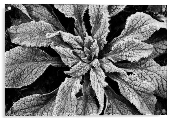 Frosty Foxglove Leaves Monochrome Acrylic by Imladris 