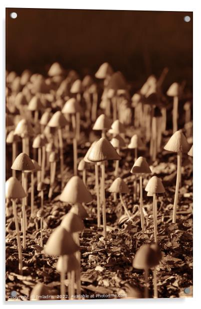 Fun Fungi: 101 Mushrooms Acrylic by Imladris 