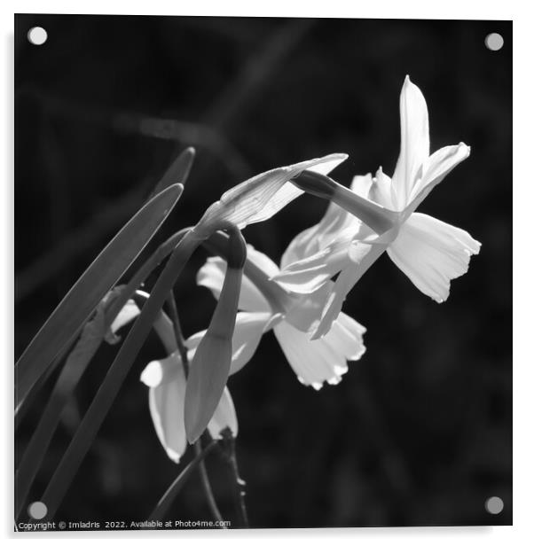 White Narcissus Bloom Monochrome Acrylic by Imladris 