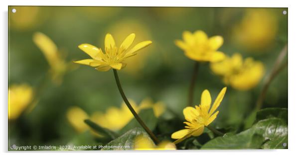 Bright Yellow,  Lesser Celandine Flowers Acrylic by Imladris 