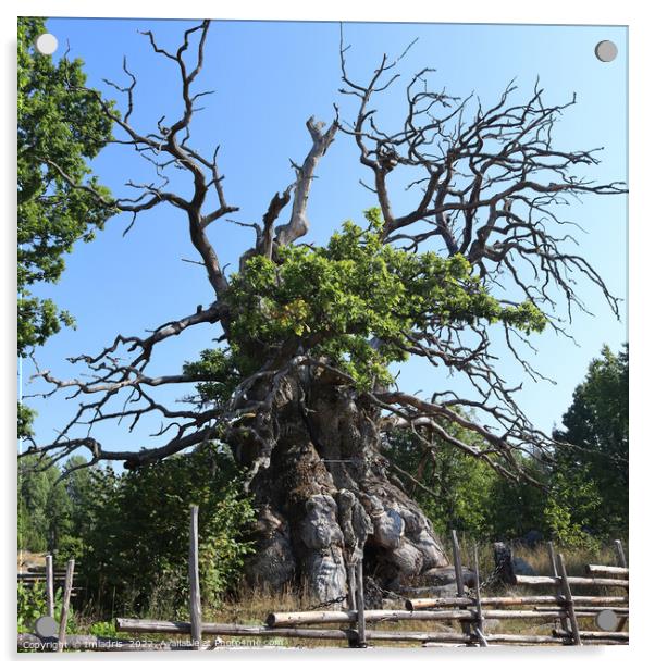 Kvill Oak Tree, Norra Kvill, Sweden Acrylic by Imladris 