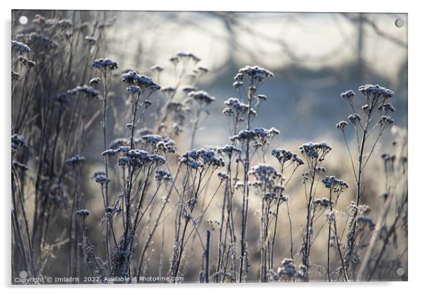 Frost Covered Wild Flowers, blue tints Acrylic by Imladris 