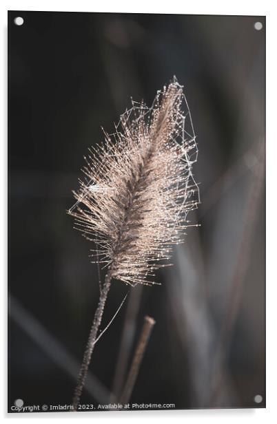 Beautiful Fountain Grass in Winter Acrylic by Imladris 