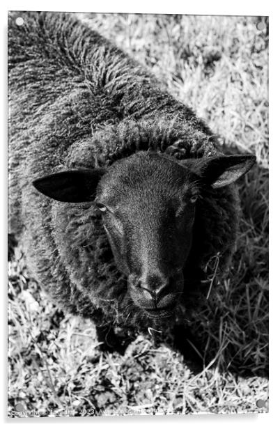 Curious Sheep, Black and White Acrylic by Imladris 